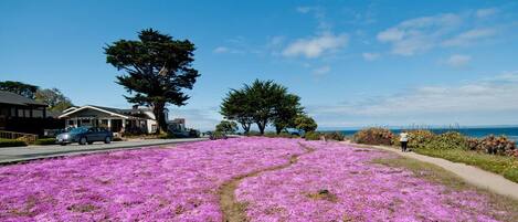 Una calle residencial con casas, cielo despejado y un campo de flores moradas.