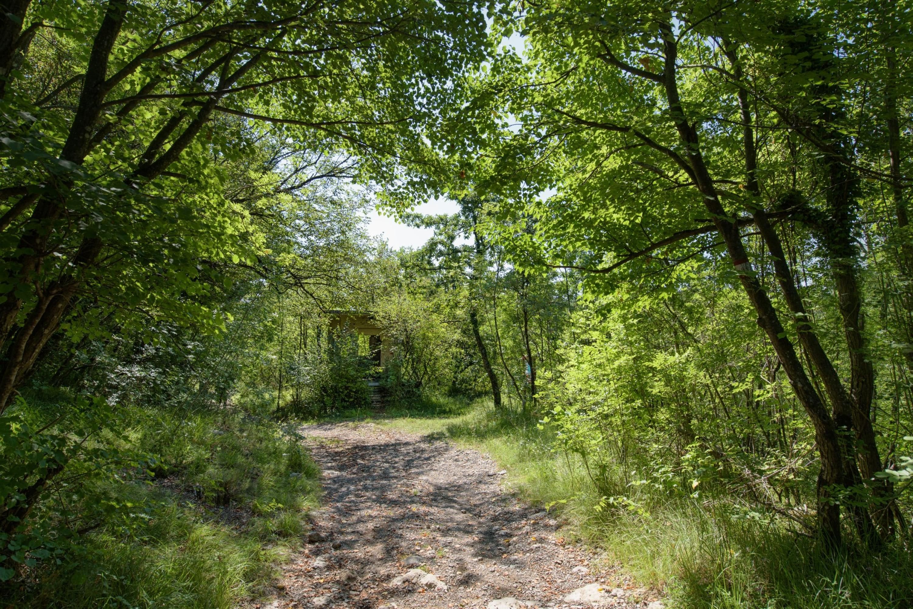 Un sendero arbolado con follaje verde denso y una construcción pequeña a lo lejos.