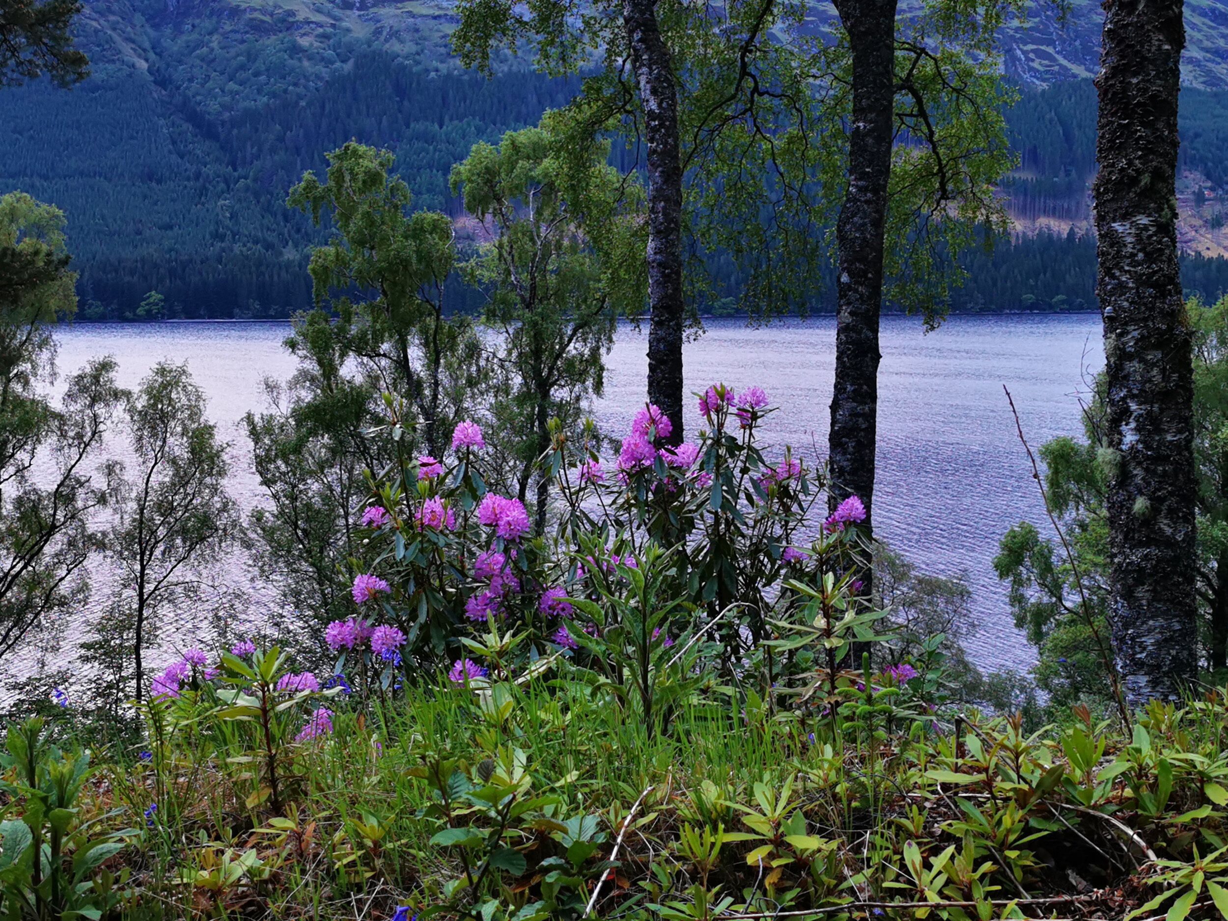 Eine natürliche Landschaft mit einem See, Bäumen und violetten Blüten im Vordergrund.