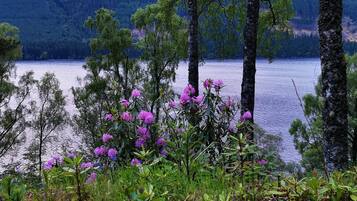 Eine natürliche Landschaft mit einem See, Bäumen und violetten Blüten im Vordergrund.
