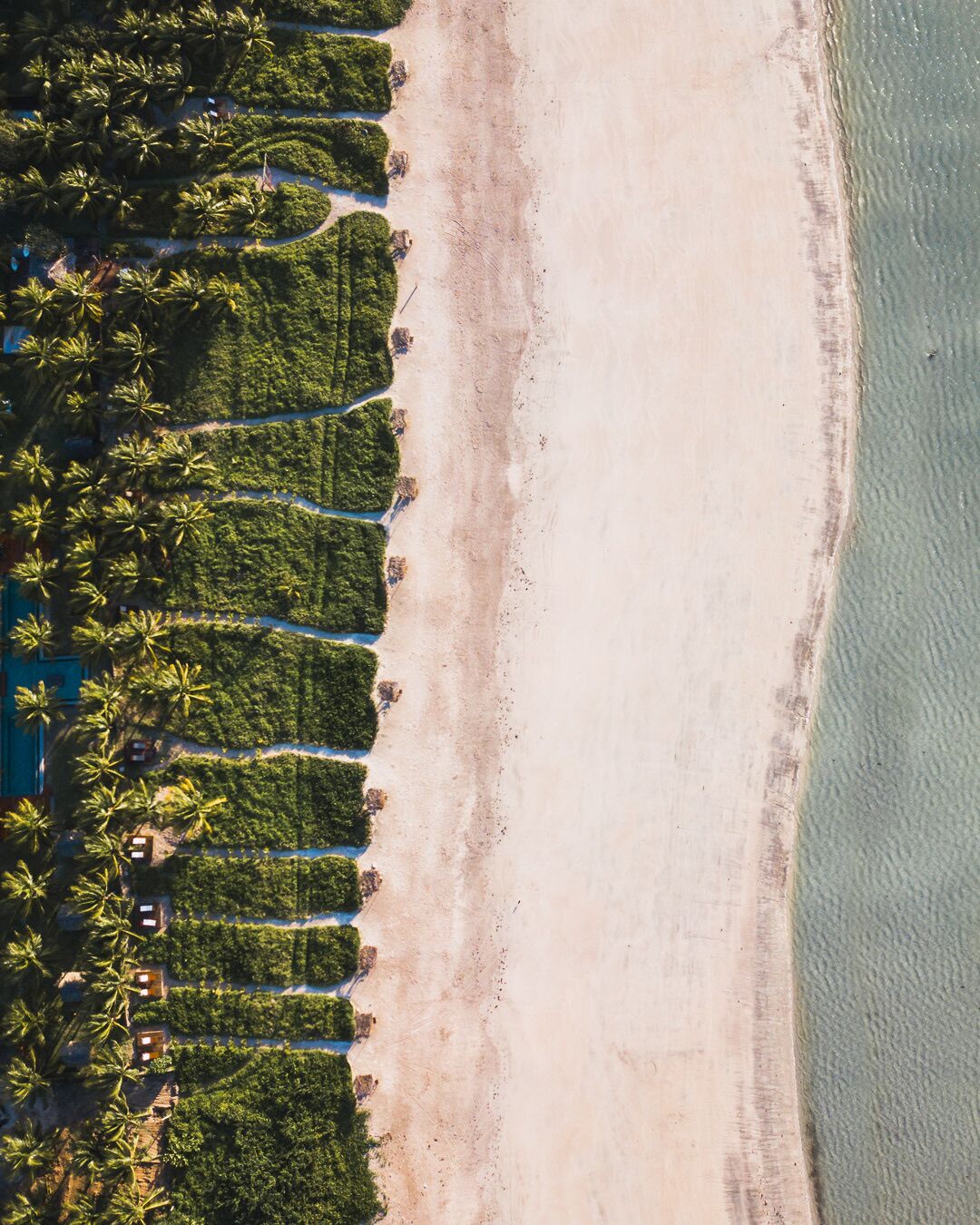 Vista aérea de una playa con hileras de palmeras y una orilla arenosa.