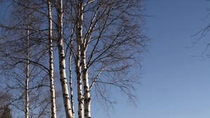 Eine Holzbank an einem See, mit Birken und blauem Himmel.