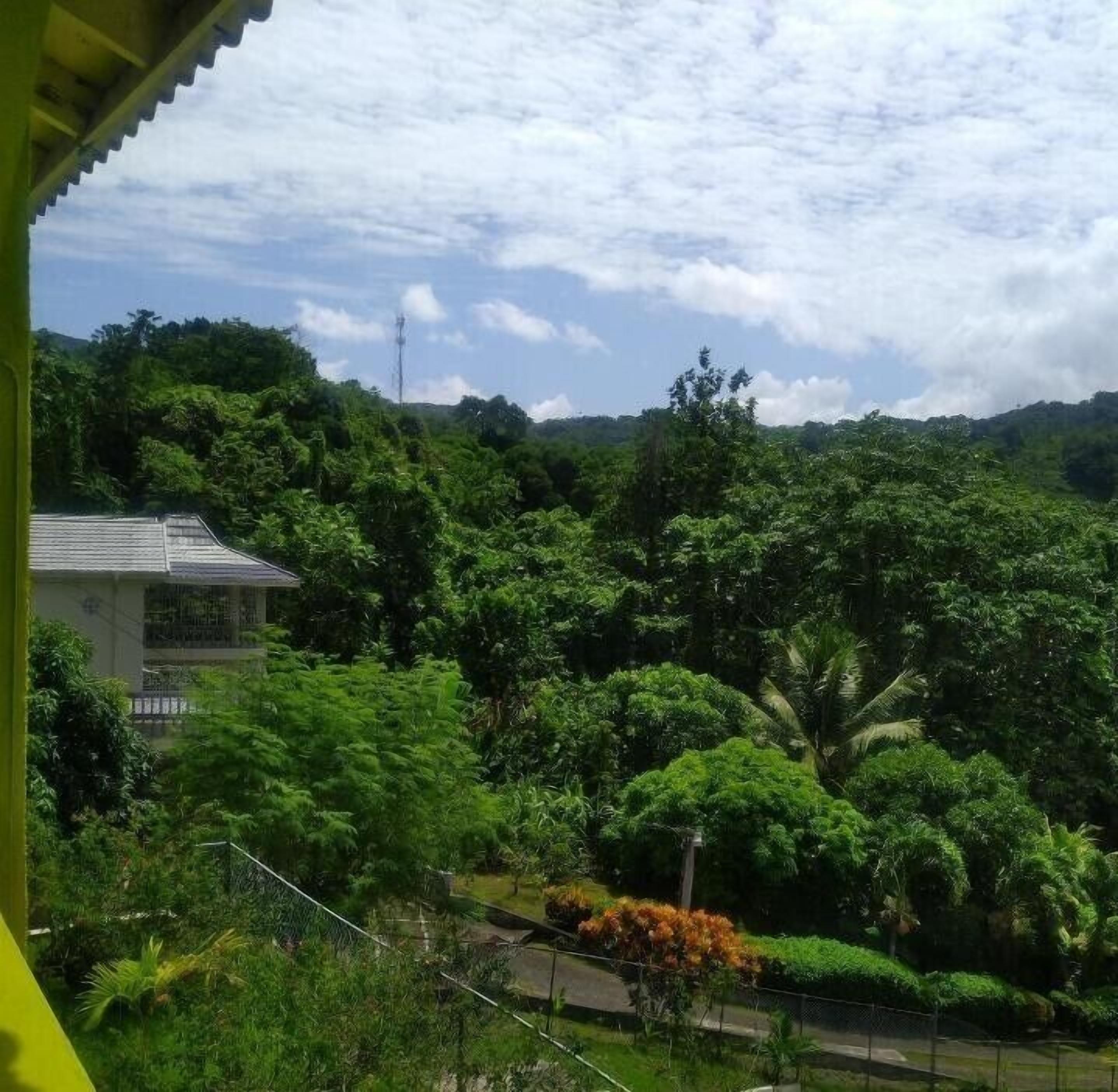A lush green landscape with dense foliage and a building with a sloped roof in the background.