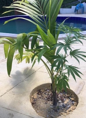 A potted plant with broad leaves in a concrete planter near a pool.