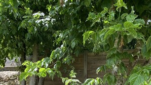 A garden area with a stone wall, a wooden fence, and a tree with green leaves. - Between Landes and Sauternes, a cosy gîte! (Préchac)