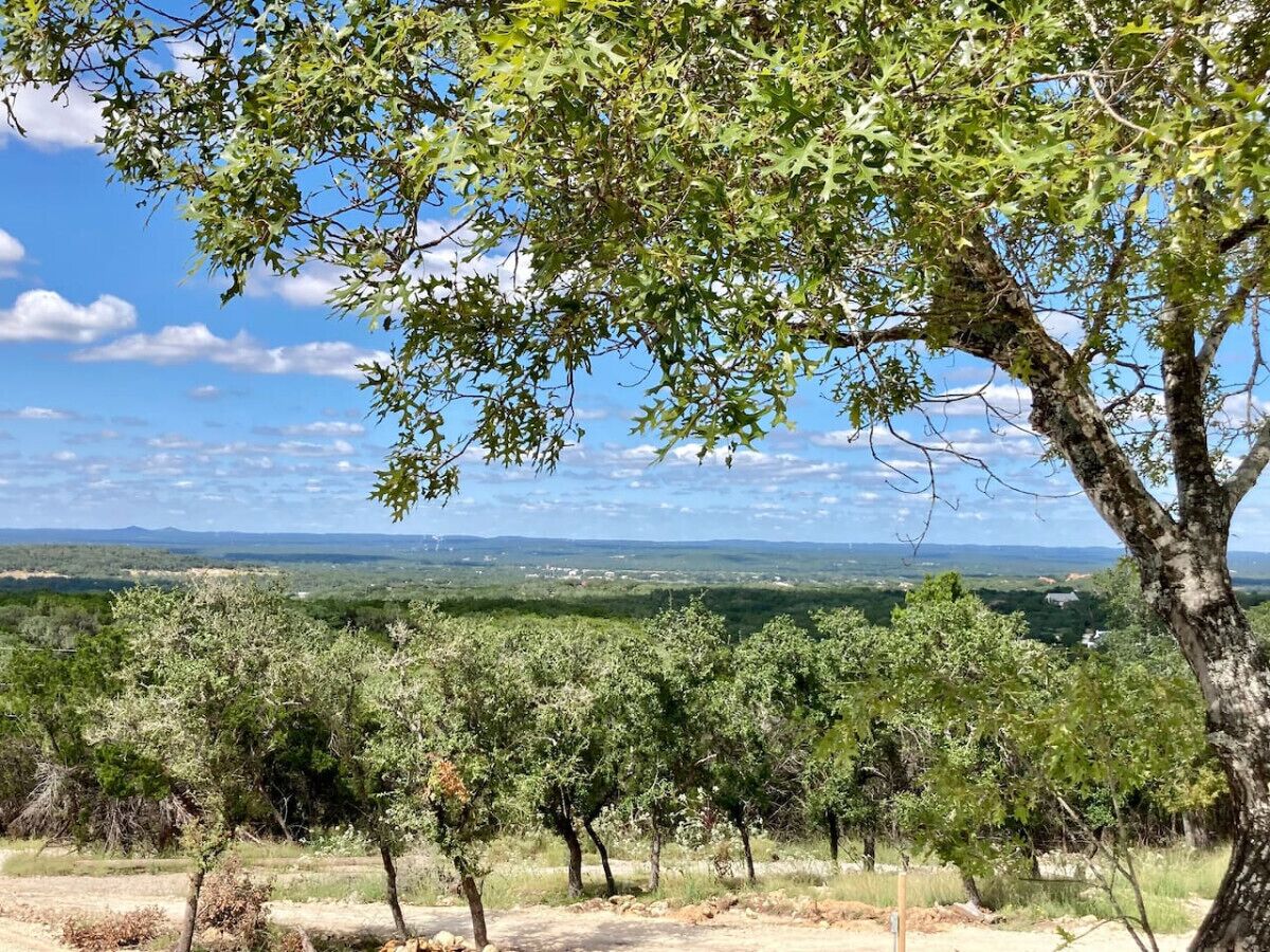 A vineyard with rows of grapevines and a tree in the foreground.