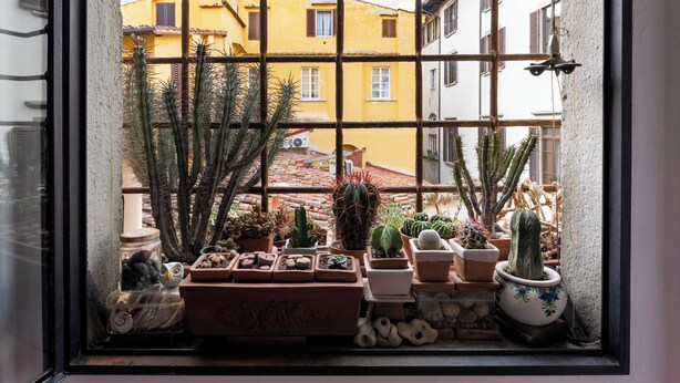 A window view of a yellow building with a balcony garden featuring various potted plants and cacti. - Bombarde - Flo Apartments (Firenze)