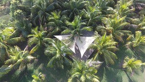 A dense cluster of palm trees surrounding a building with a triangular roof. - Spacious 2 BR cottage with gorgeous views  (Basseterre)