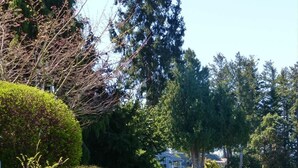 Una strada sterrata conduce a una casa immersa nel verde e alberi.