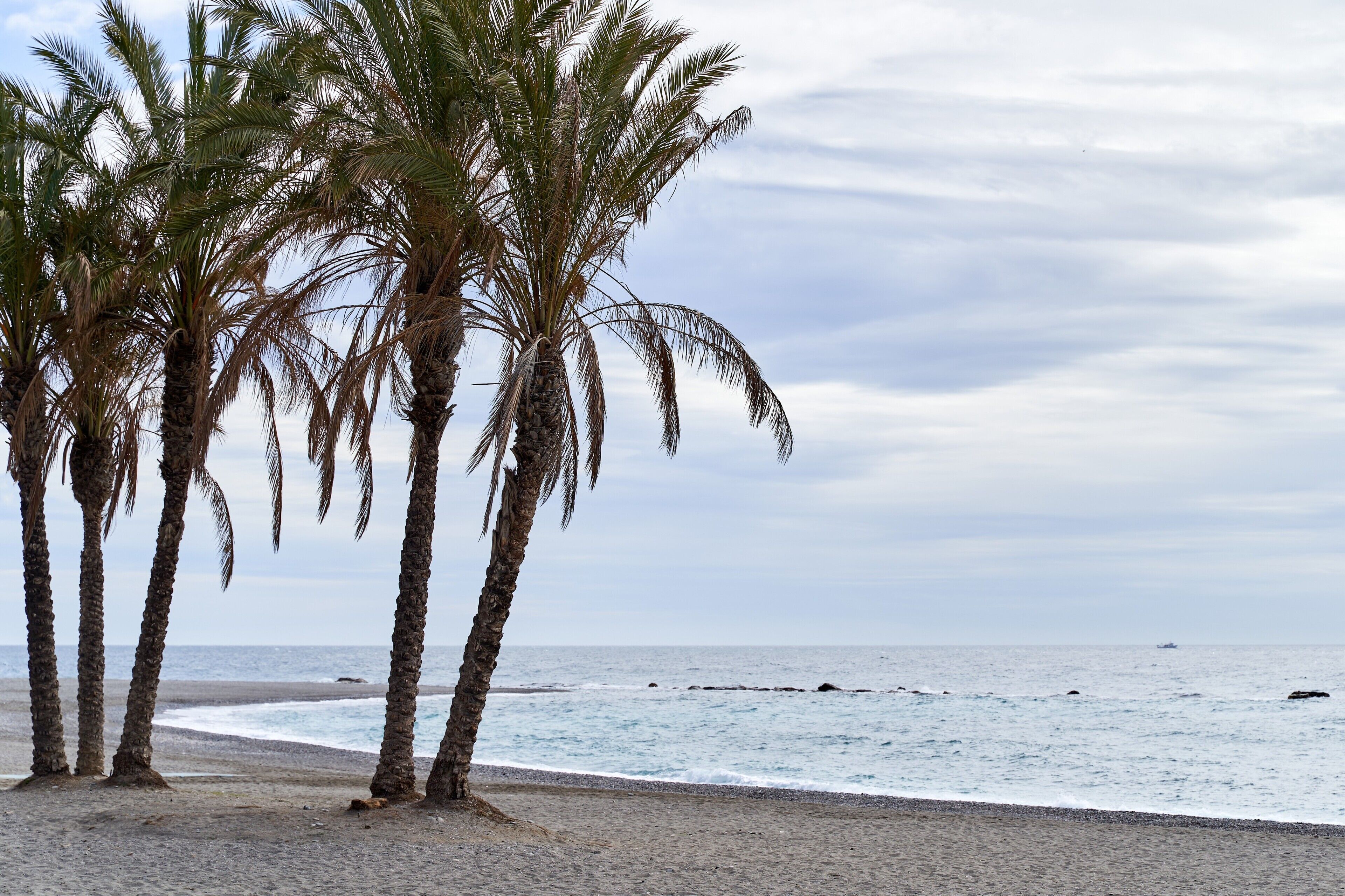 Una spiaggia con palme e l'oceano.