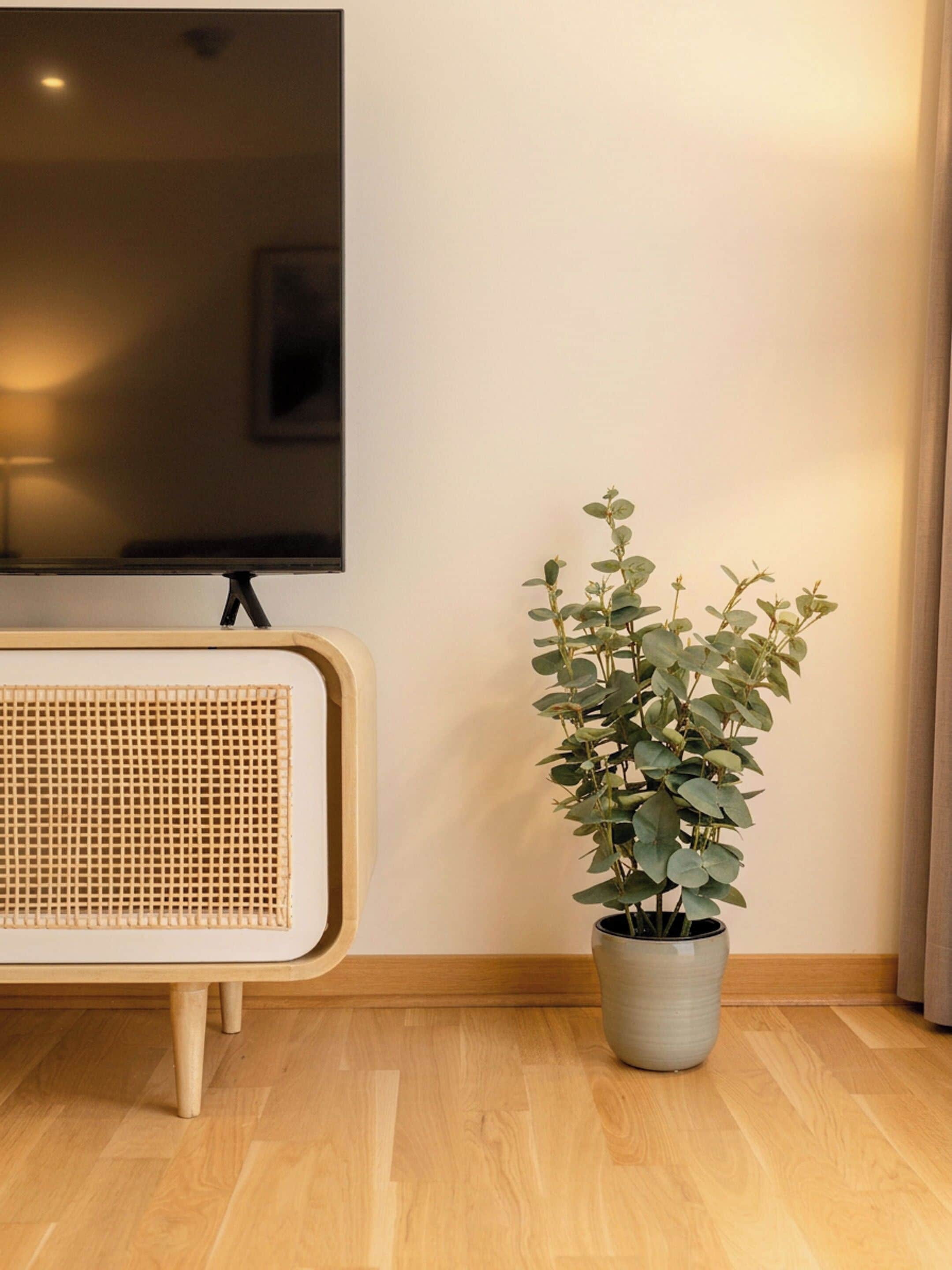 Een kamer met een aan de muur bevestigde televisie, een rieten stoel en een plant in een pot op de vloer.