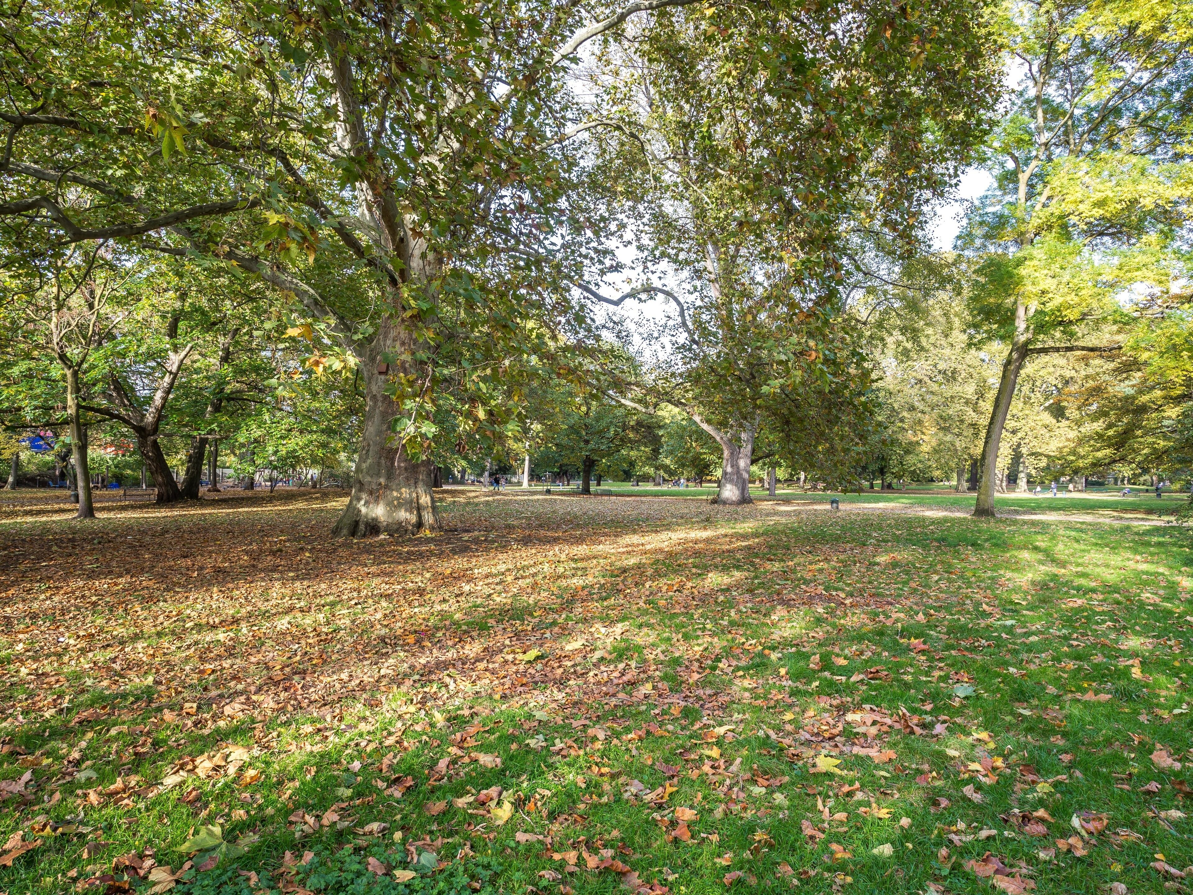 Ein Park mit großen Bäumen, einer Rasenfläche und einem Weg.