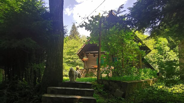 A wooden cabin with a stone staircase leading up to it, surrounded by lush greenery.
