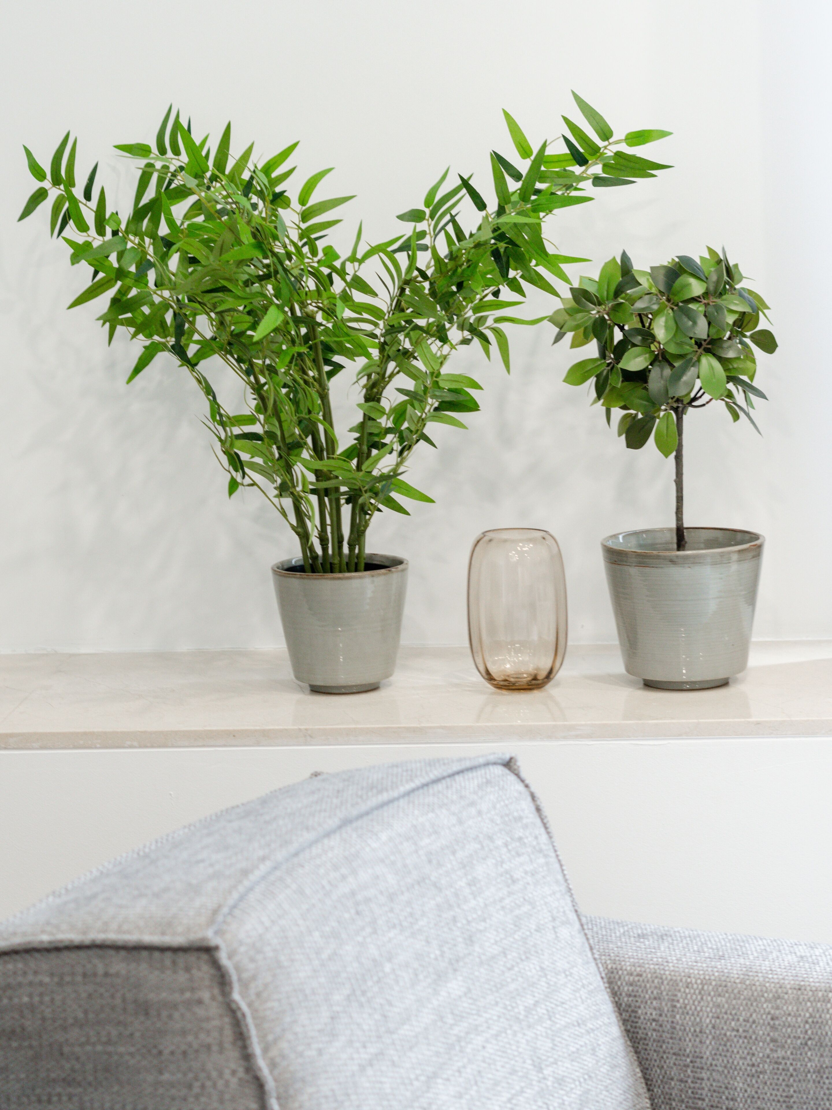 Deux plantes en pot, posées sur une étagère.