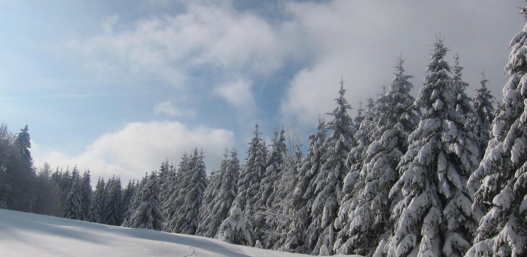 A snowy landscape with dense evergreen trees.