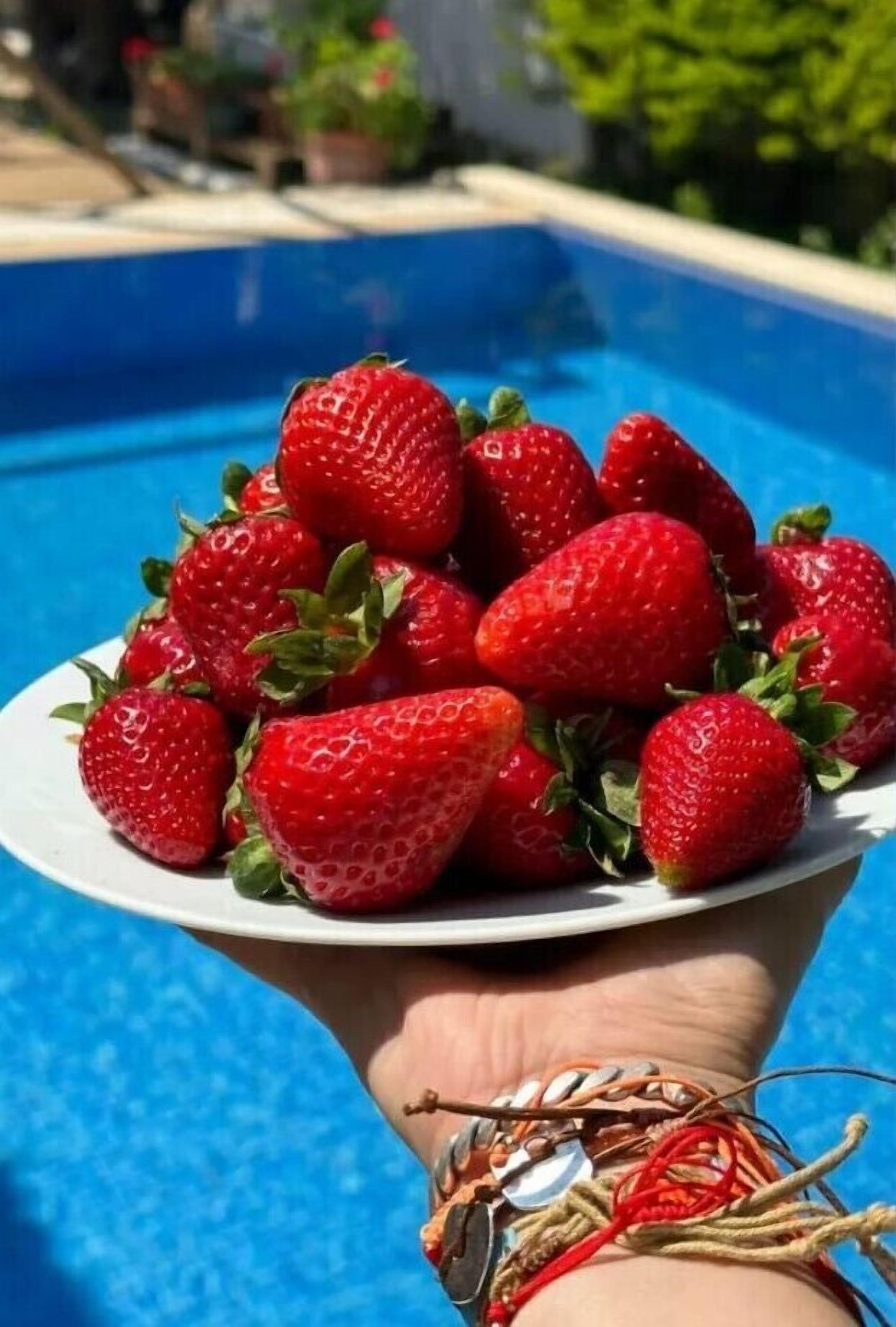Une main tenant une assiette de fraises fraîches devant une piscine bleue.