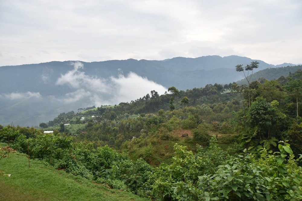 Chimpanzee Lodge photo 8