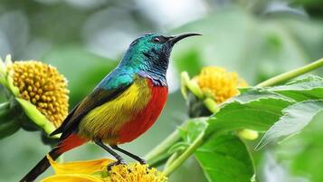 Ein Vogel sitzt auf einer Blume.