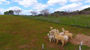 Outdoor dining - Unique Experience and Stay on a Working Alpaca Ranch. (Lincoln)