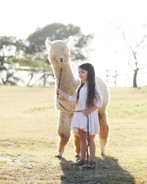 Miscellaneous - Unique Experience and Stay on a Working Alpaca Ranch. (Lincoln)