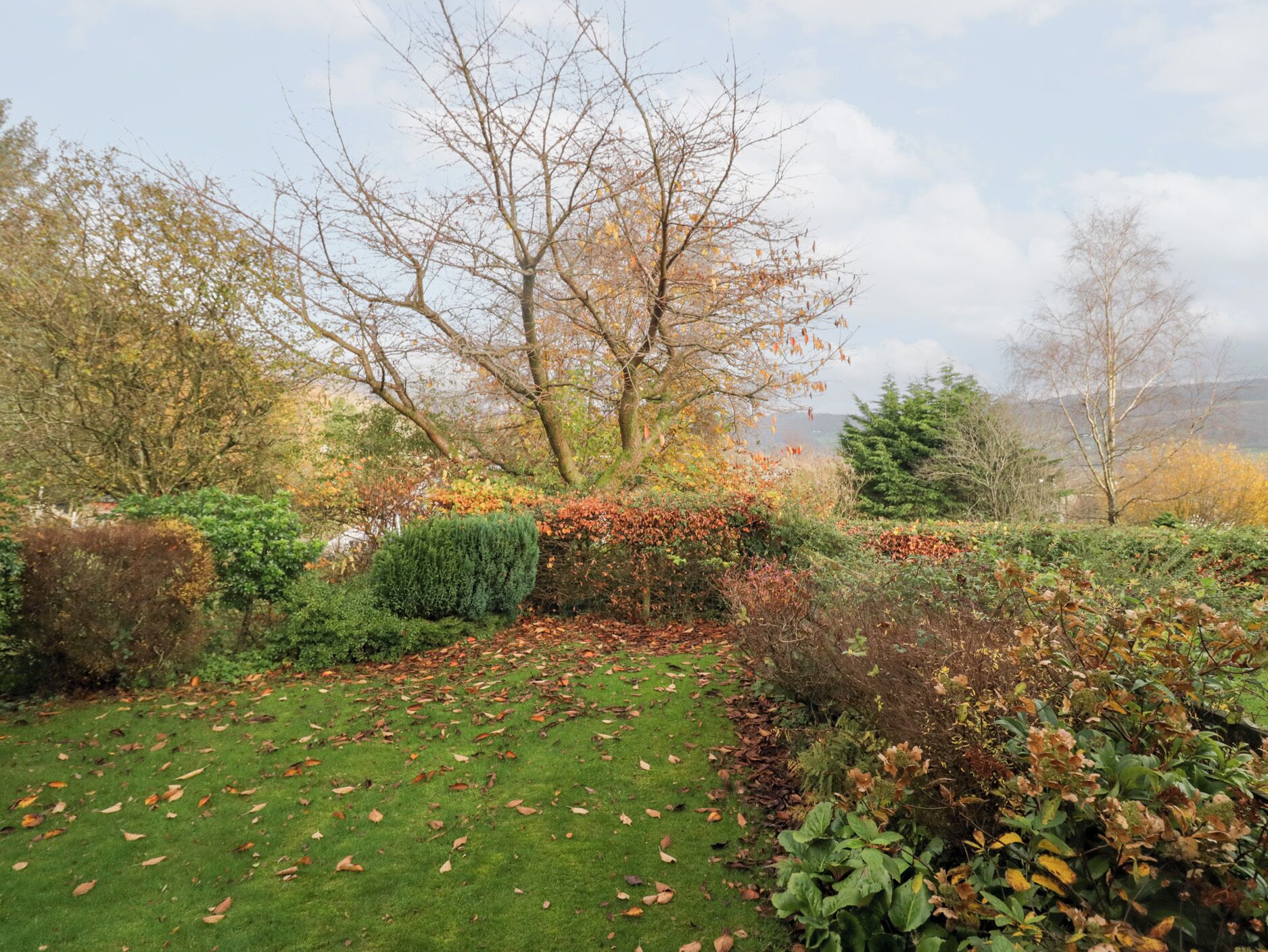 A garden with a variety of trees and shrubs, a grassy area with fallen leaves, and a distant view of hills.