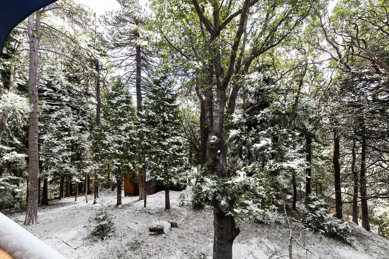 Zona boscosa con árboles nevados y un sendero de tierra.