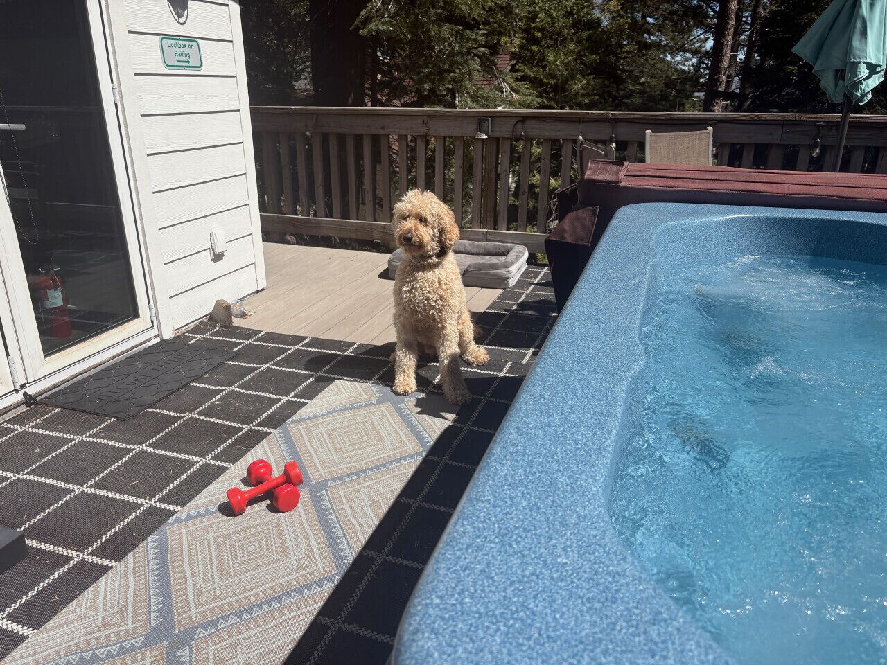 En hund nära en swimmingpool med ett trädäck och en liten hundsäng.