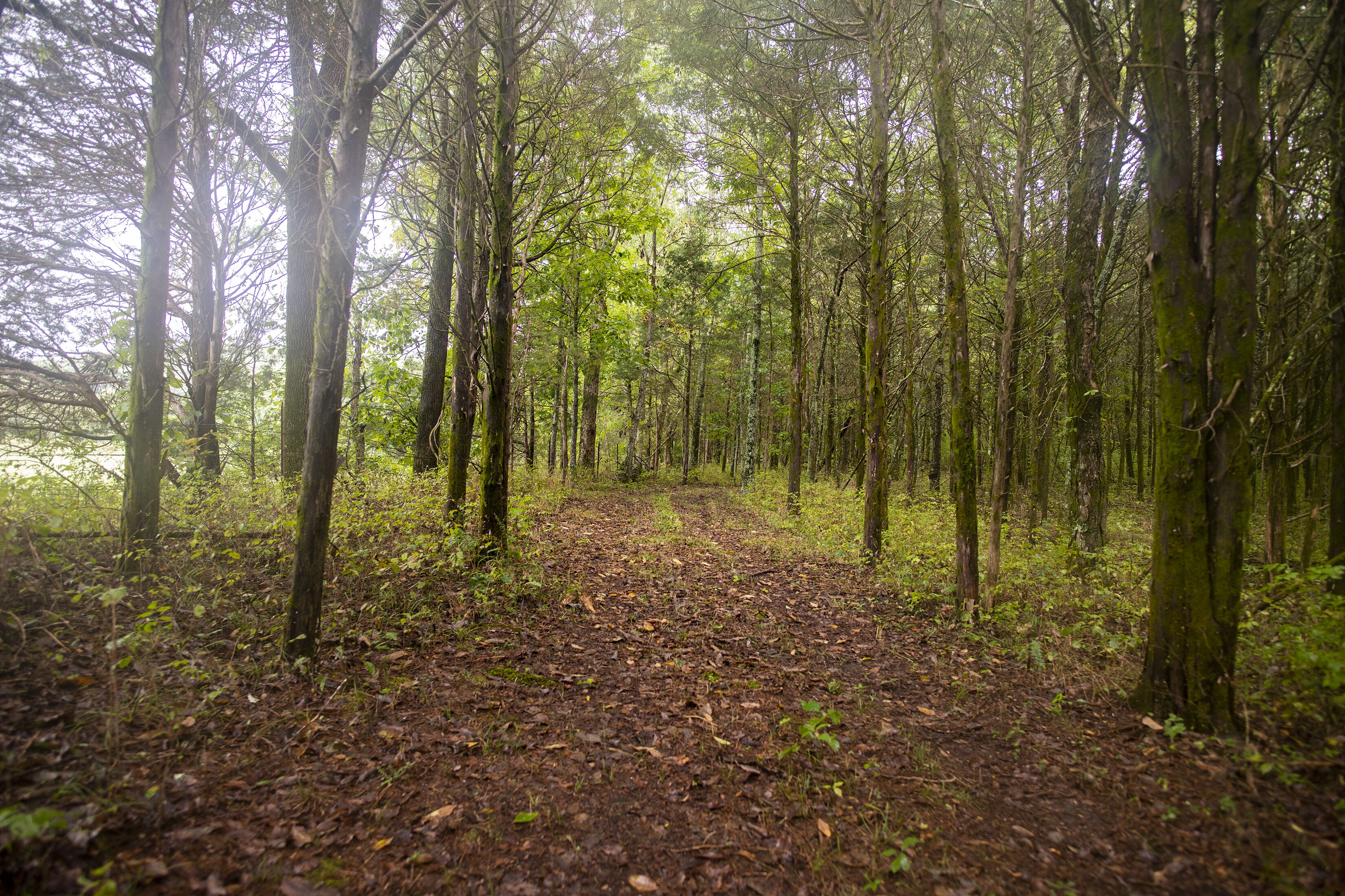 A forest path with tall trees and a ground covered in leaves.