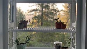 Una ventana con repisas que sostienen macetas con plantas y un tarro de piedras.