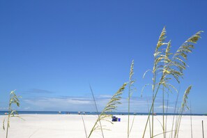 A beach with tall grasses in the foreground and a clear blue sky.