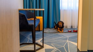 A room with a blue patterned floor, a blue sofa, and a dog lying on a mat with bowls. - ibis Styles Bad Reichenhall (Bad Reichenhall)