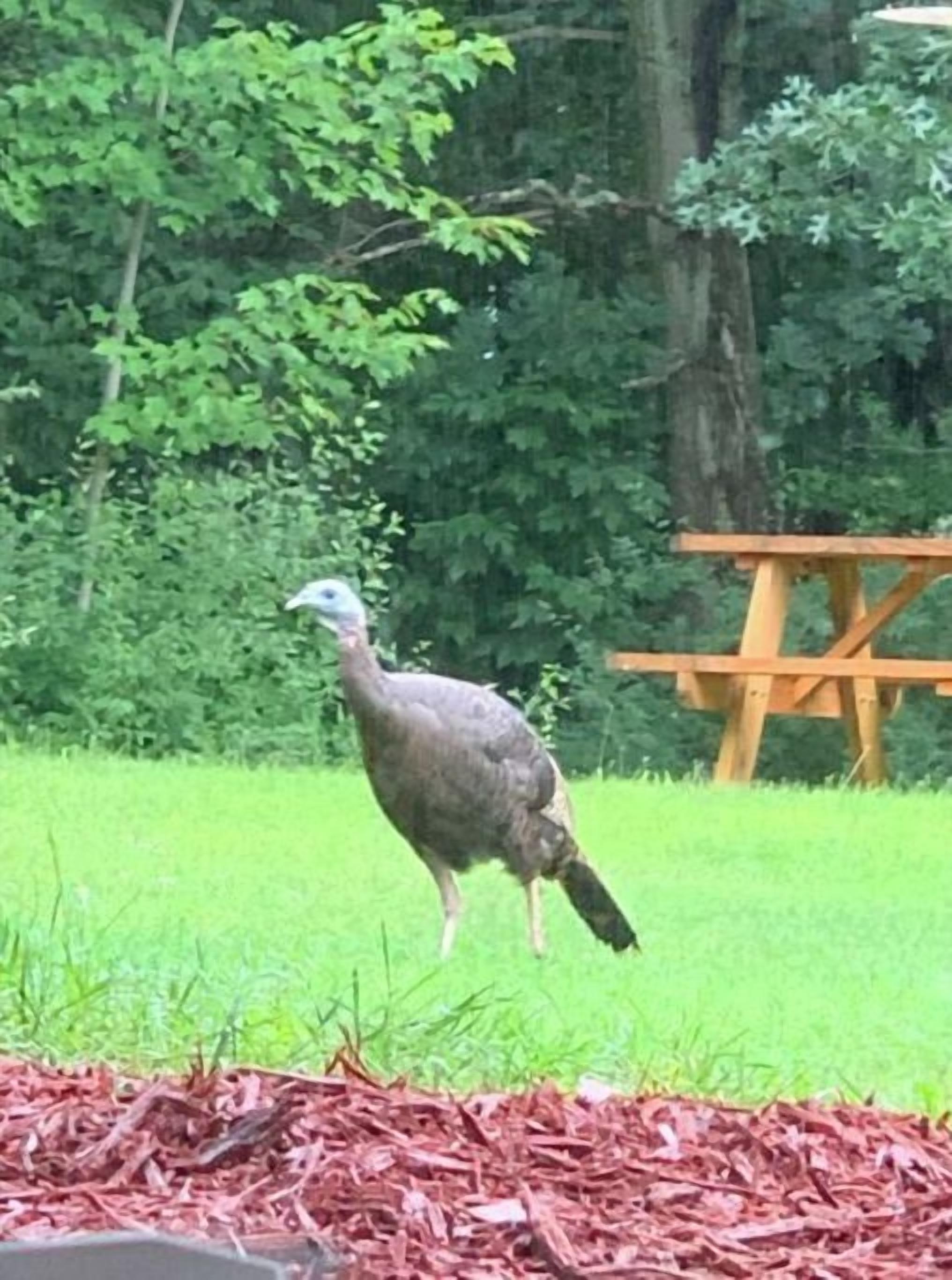 A turkey walking in a grassy area with trees and a wooden picnic table in the background.