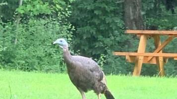 A turkey walking in a grassy area with trees and a wooden picnic table in the background.