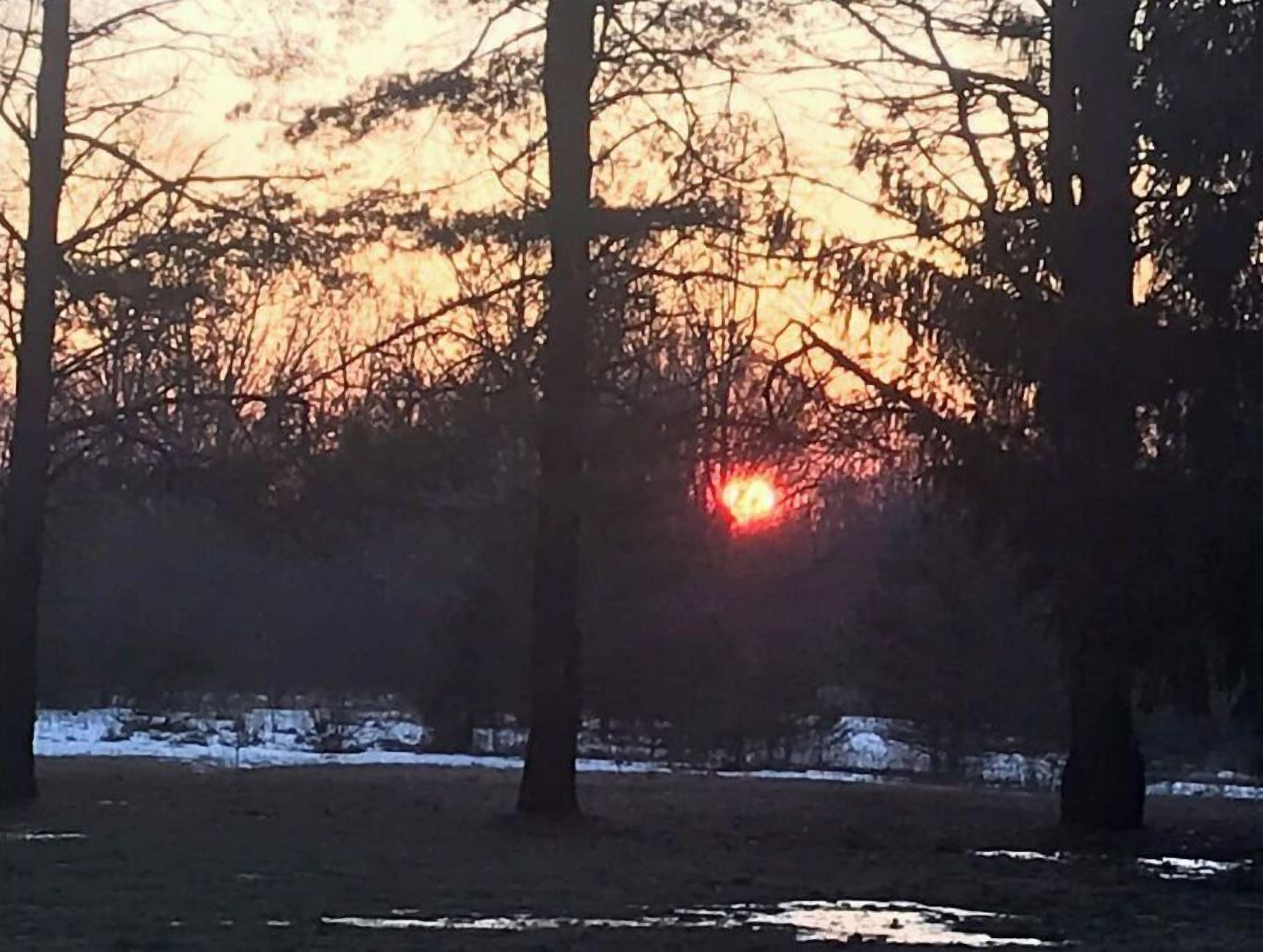 A sunset in a forested area with trees and a visible path.