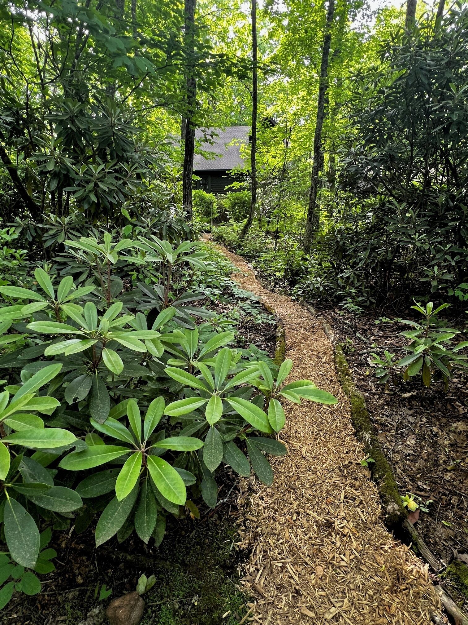 A forested path with dense foliage and a building in the background.