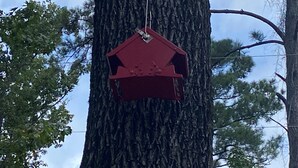 Une nichée à oiseaux rouge, suspendue à une branche d’arbre.