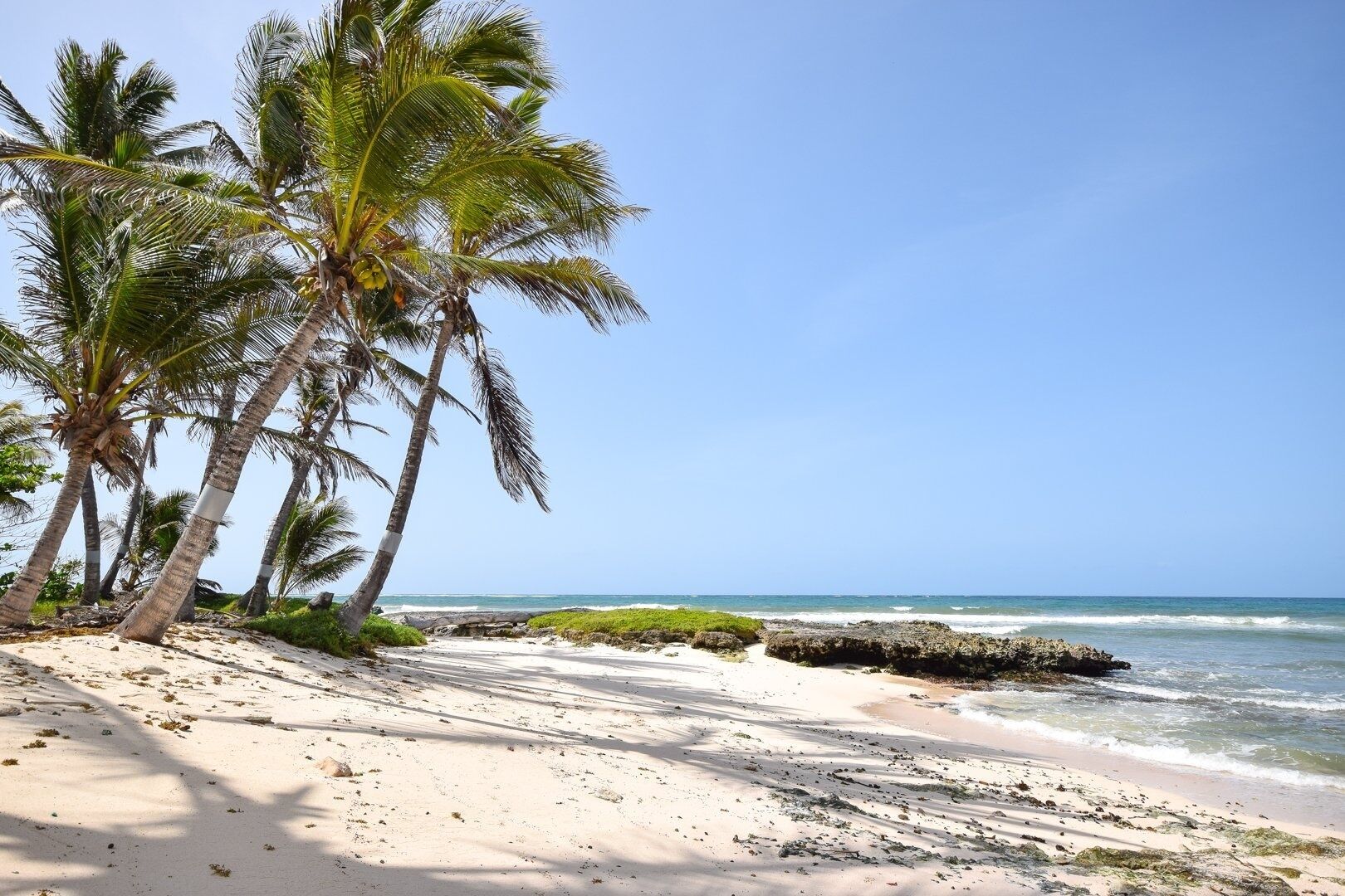 A beach with palm trees, sandy shore, and ocean waves.