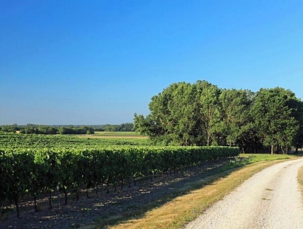 A vineyard with rows of grapevines and a dirt road.