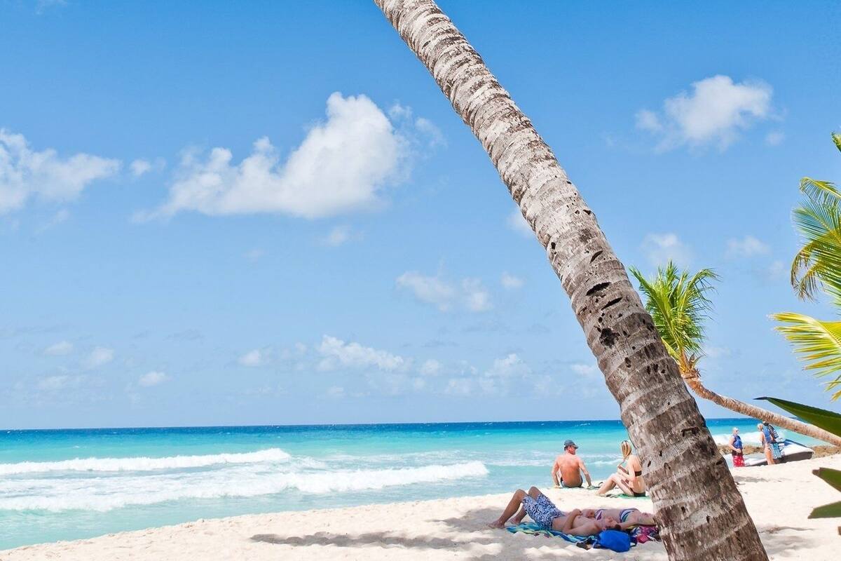 A beach with a palm tree, clear blue sky, and ocean waves.