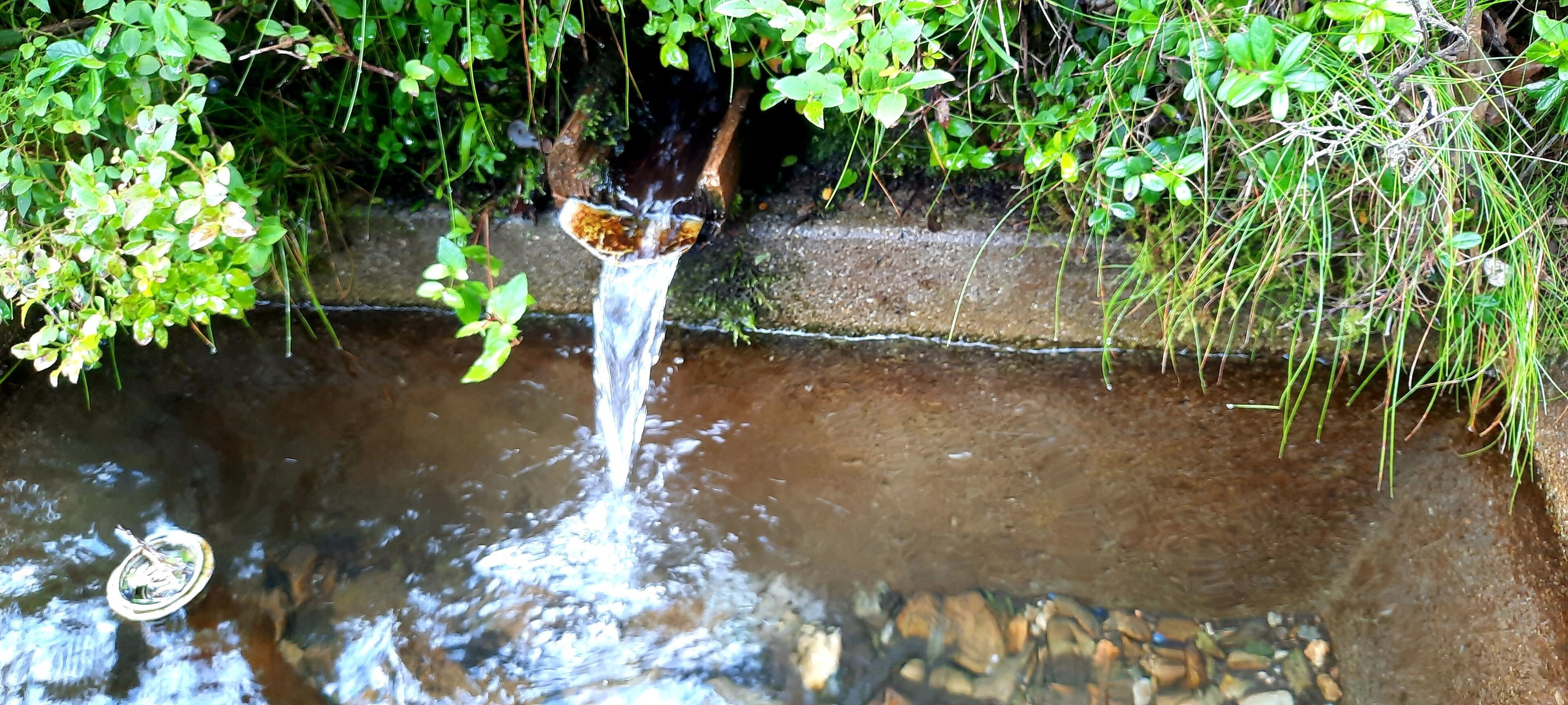 Ein kleiner Bach mit klarem Wasser, das über einen Betonrand fließt, umgeben von üppigem Grün.