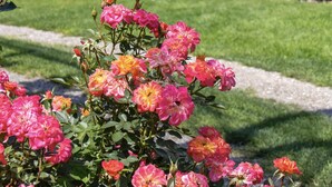 Un giardino con piscina, area salotto esterna e diverse piante.