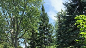 A well-maintained lawn with a statue, surrounded by dense trees and shrubs. - The York House (Fort Erie)