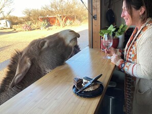 室外用餐