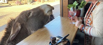 Ranchito Paraiso: Pet-friendly Rustic Elegance in the Desert
