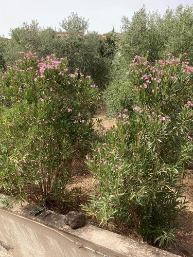 Village house, 2 to 7 persons for your vacations in Sardinia