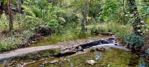 Ein naturbelassener Bach, umgeben von dichter Vegetation.