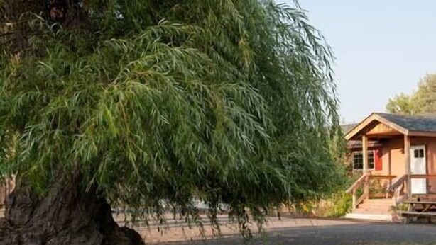 Un grand arbre se dresse devant une cabane en bois dotée d’un porche et d’une petite terrasse.