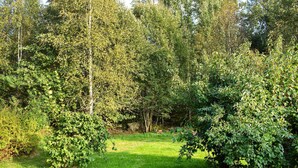 Ein üppiger, grüner Park mit dichten Bäumen und einer Rasenfläche.