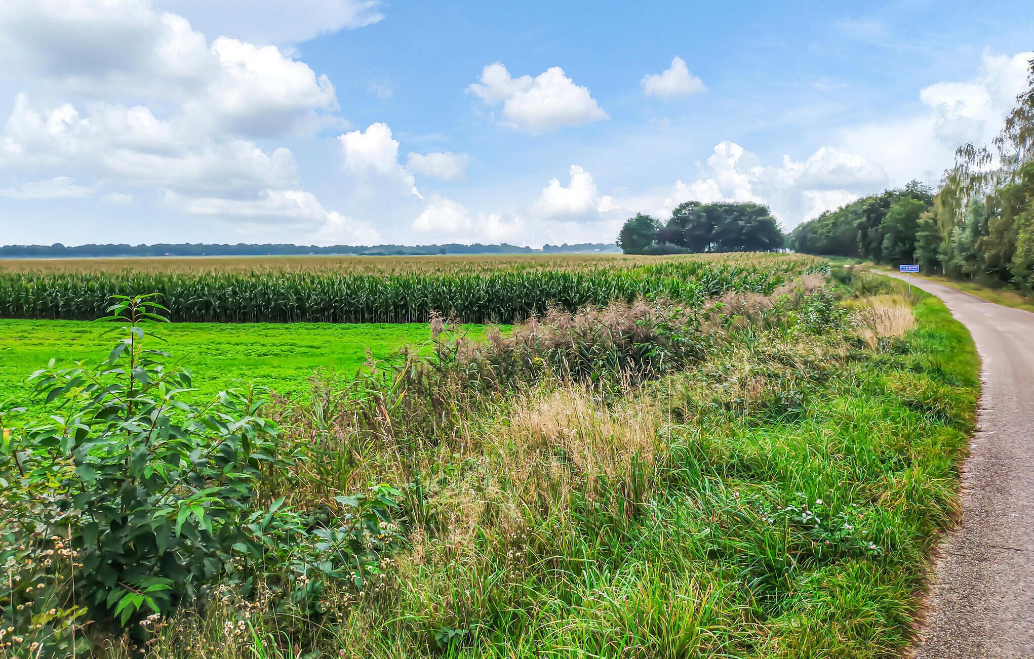 Een landelijk landschap met een weg die door velden met gewassen en begroeiing slingert.