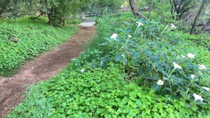 A dirt path through a lush green area with dense foliage and a metal bridge in the distance. - Pool, Hot tub, Fire Pit, BBQ ~  Beautiful home with patio living at it's best! (Cottonwood)